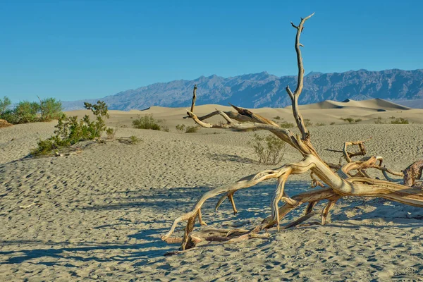 Mesquite Flat Sanddyner Death Valley National Park Kalifornien Usa — Stockfoto