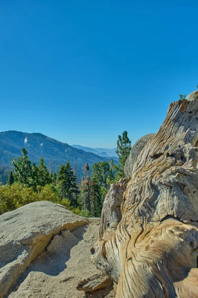 Majestic Giants Sequoia National Park California Usa — Stock Photo, Image