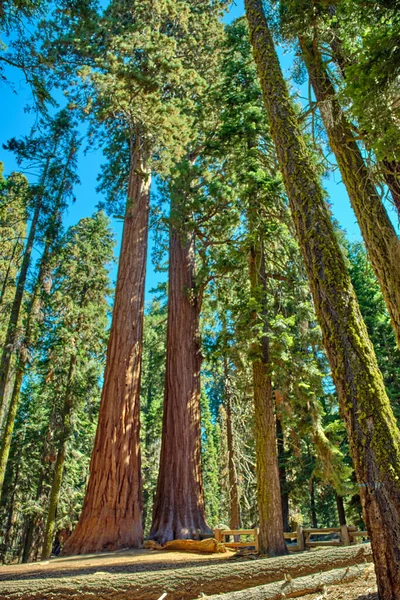 米国カリフォルニア州のセコイア国立公園にある雄大な巨人 — ストック写真