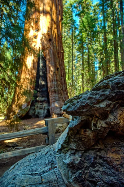 Majestosos Gigantes Parque Nacional Sequoia Califórnia Eua — Fotografia de Stock