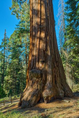 Sequoia Ulusal Parkı, Kaliforniya, ABD.