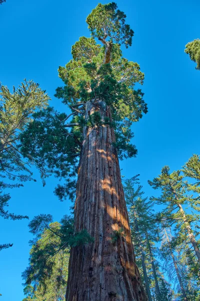 Parque Nacional Sequoia en California, EE.UU.. —  Fotos de Stock