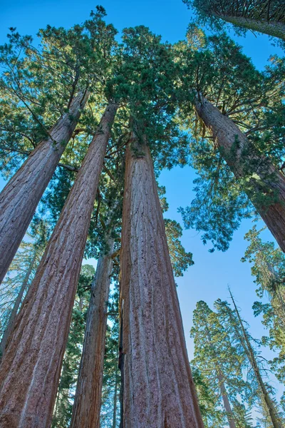 米国カリフォルニア州のセコイア国立公園. — ストック写真