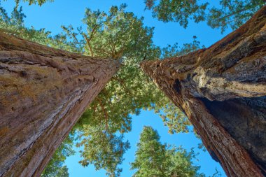 Sequoia Ulusal Parkı, Kaliforniya, ABD.