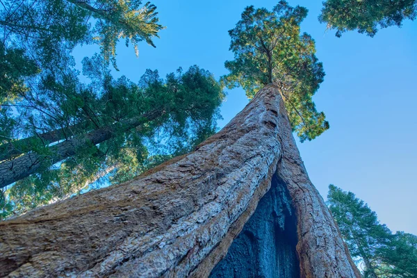 米国カリフォルニア州のセコイア国立公園. — ストック写真