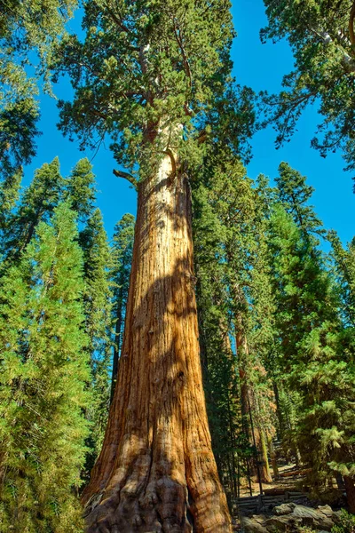 Národní park Sequoia v Kalifornii, USA. — Stock fotografie