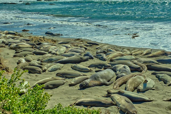 Group of lions and elephant seals sleep on the beach.