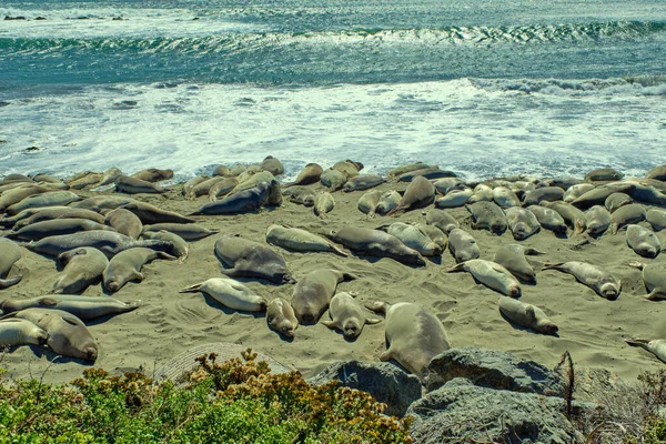 Groep leeuwen en zeeolifanten slapen op het strand. — Stockfoto