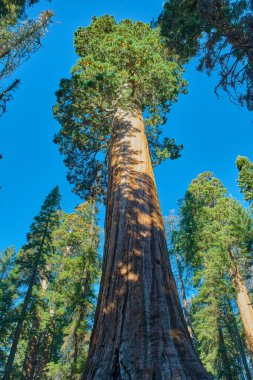 Sequoia Ulusal Parkı, Kaliforniya, ABD.