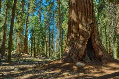 Sequoia Ulusal Parkı, Kaliforniya, ABD.