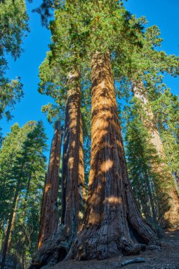 Sequoia Ulusal Parkı, Kaliforniya, ABD.