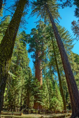 Sequoia Ulusal Parkı, Kaliforniya, ABD.