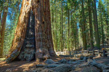 Sequoia Ulusal Parkı, Kaliforniya, ABD.