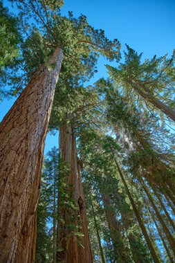 Sequoia Ulusal Parkı, Kaliforniya, ABD.