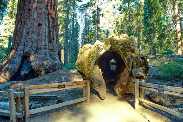 米国カリフォルニア州のセコイア国立公園. — ストック写真