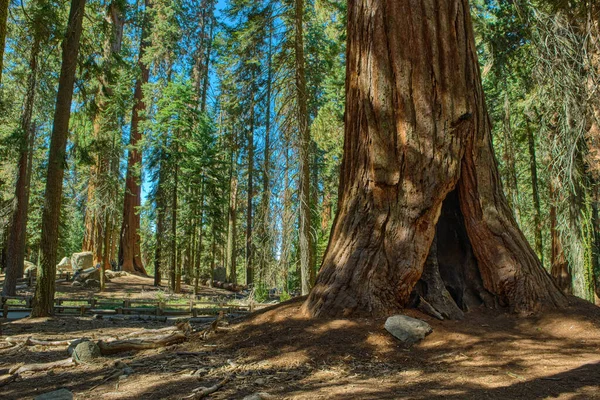 米国カリフォルニア州のセコイア国立公園. — ストック写真