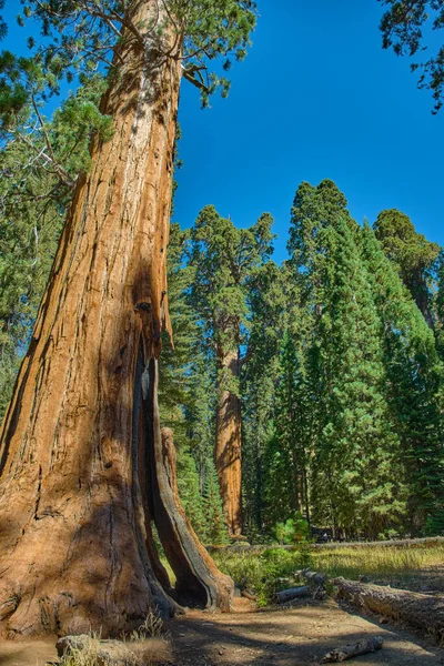 Sequoia National Park in California, Verenigde Staten. — Stockfoto