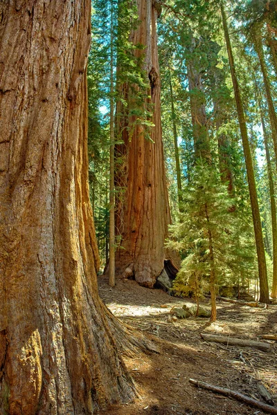 米国カリフォルニア州のセコイア国立公園. — ストック写真