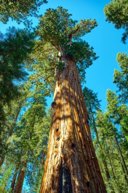 Sequoia Ulusal Parkı, Kaliforniya, ABD.