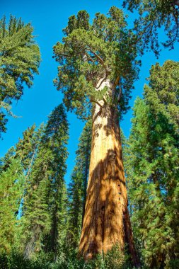 Sequoia Ulusal Parkı, Kaliforniya, ABD.