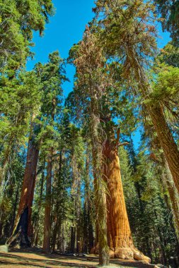 Sequoia Ulusal Parkı, Kaliforniya, ABD.
