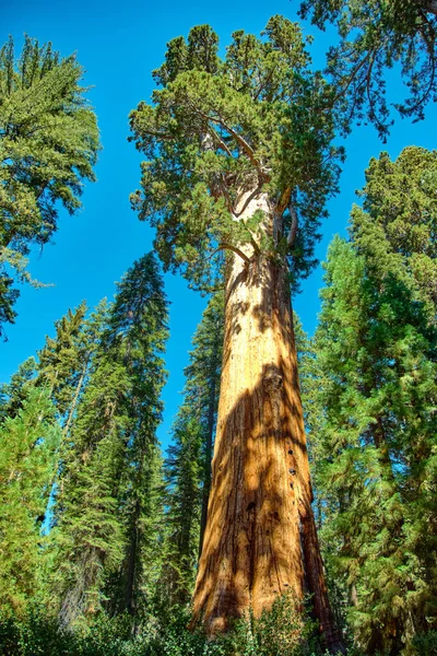 Sequoia Ulusal Parkı, Kaliforniya, ABD. — Stok fotoğraf