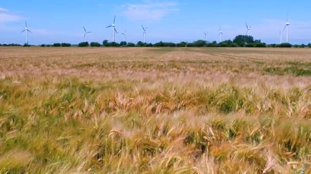 Campo Maduración Viento Balancea Las Espigas Trigo Con Generadores Electricidad — Vídeos de Stock