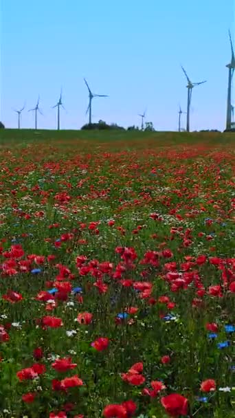 Pole Kvetoucích Letních Květin Slunečného Dne Elektrickými Generátory Pozadí — Stock video