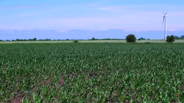 Campo Maíz Joven Con Generadores Electricidad Fondo — Vídeos de Stock