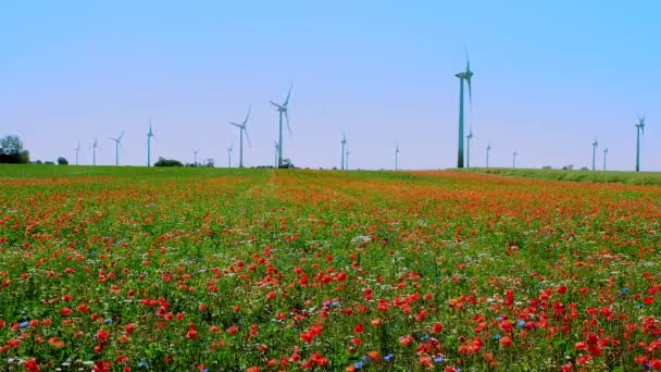 Campo Flores Florecientes Verano Día Soleado Con Generadores Electricidad Fondo — Vídeos de Stock