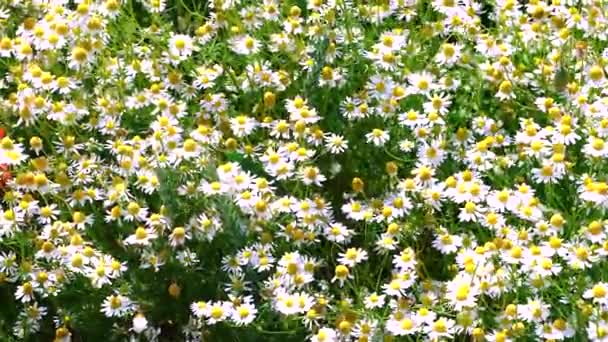Chamomile Field Blooming Camomile Close Sunlight — Stock Video