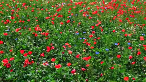 Champ Floraison Des Fleurs Été Par Une Journée Ensoleillée Avec — Video