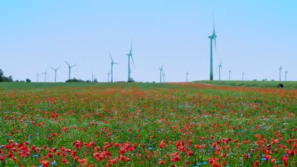 Campo Flores Florecientes Verano Día Soleado Con Generadores Electricidad Fondo — Vídeos de Stock