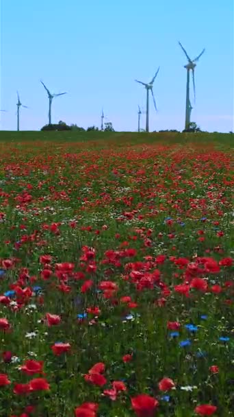 Campo Flores Florecientes Verano Día Soleado Con Generadores Electricidad Fondo — Vídeos de Stock