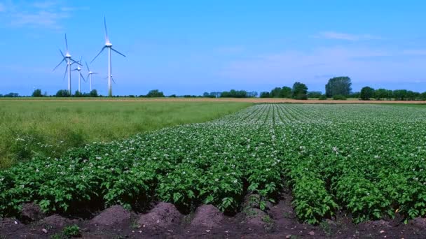 Campo Papas Flor Con Generadores Electricidad Fondo — Vídeos de Stock