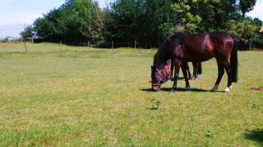 Almanya 'nın Fehmarn adasında güneşli bir günde, bir çayırda atlar otlar.