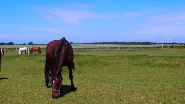 Caballos Pastan Prado Corral Día Soleado Isla Fehmarn Alemania Tiempo — Vídeo de stock