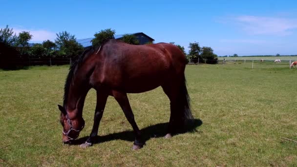 Les Chevaux Paissent Dans Une Prairie Dans Corral Par Une — Video