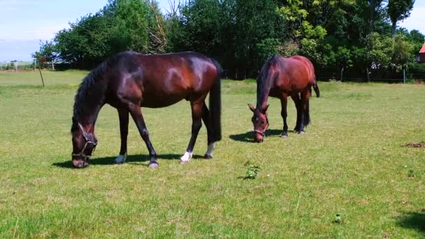 Les chevaux paissent dans une prairie dans un corral par une journée ensoleillée sur l'île de Fehmarn, Allemagne, en temps réel