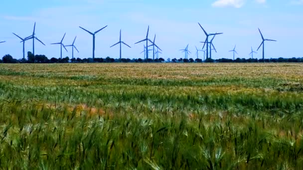 Ein Feld Reift Und Wind Wiegen Sich Weizenähren Mit Stromgeneratoren — Stockvideo