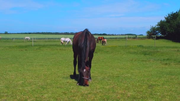 德国法哈曼岛上 阳光明媚的一天 马儿们在畜栏的草地上实时地吃草 — 图库视频影像