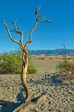 Mesquite Düz Kum Tepeleri, Ölüm Vadisi Ulusal Parkı, Kaliforniya, ABD