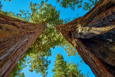 Kaliforniya, ABD 'deki Sequoia Ulusal Parkı' nda görkemli devler.