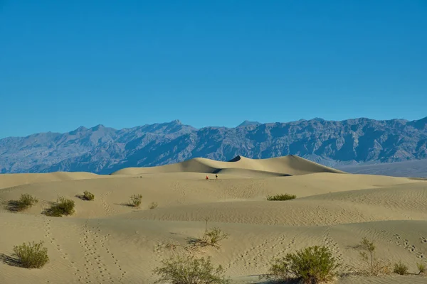 Mesquite Düz Kum Tepeleri Ölüm Vadisi Ulusal Parkı Kaliforniya Abd — Stok fotoğraf