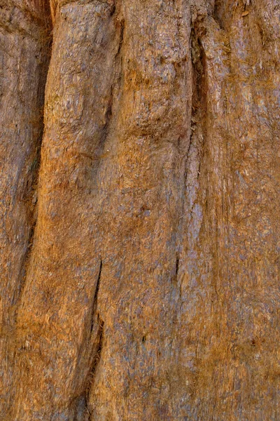 Majestosos Gigantes Parque Nacional Sequoia Califórnia Eua — Fotografia de Stock