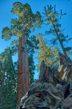 Kaliforniya, ABD 'deki Sequoia Ulusal Parkı' nda görkemli devler.