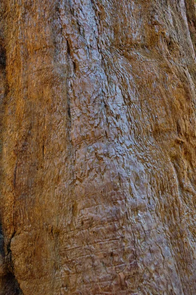 米国カリフォルニア州のセコイア国立公園にある雄大な巨人 — ストック写真