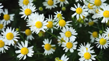 Çiçek açan papatyalar ve rüzgarda sallanan bir arka plan