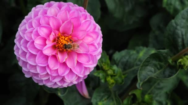 Abelha preta e amarela extrai néctar de flores dahlia — Vídeo de Stock