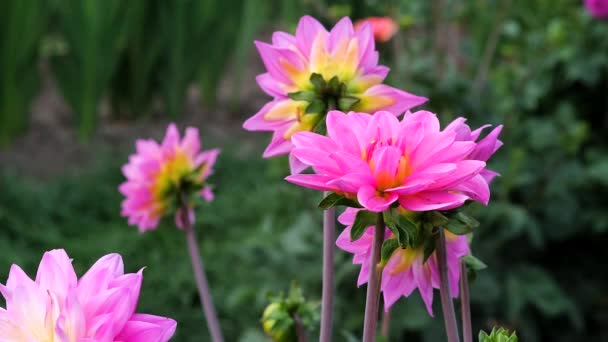 Dahlia och hans knopp en sommardag svajar i vinden — Stockvideo